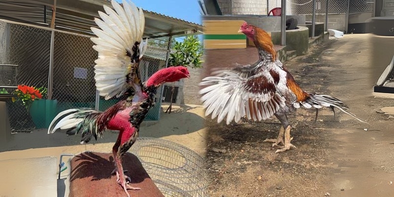 Chăm sóc các quái kê một cách kỹ lưỡng
