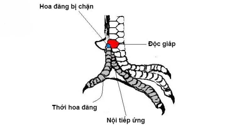 Những loại vảy gà chọi tốt được coi là hiếm có khó gặp